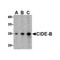 ProSci 2319 CIDE-B Antibody
