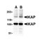 ProSci 2337 IKAP Antibody