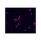 ProSci 2391 Chk2 Antibody