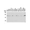 ProSci 2411 Smac Antibody