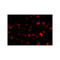 ProSci 2479 MCG10 Antibody