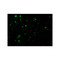 ProSci 2483 TCCR Antibody