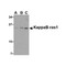 ProSci 2493 KappaB ras1 Antibody