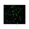 ProSci 2497 IL-22 Receptor Antibody
