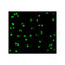 ProSci 3009 Nudel Antibody