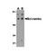 ProSci 3023 Bcl-rambo Antibody