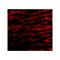 ProSci 3023 Bcl-rambo Antibody
