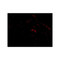 ProSci 3025 ARTS Antibody