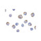 ProSci 3037 NALP1 Antibody