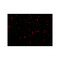 ProSci 3037 NALP1 Antibody
