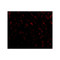 ProSci 3051 OMI Antibody