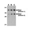 ProSci 3051 OMI Antibody