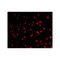 ProSci 3091 AID Antibody