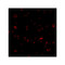 ProSci 3119 ATR Antibody