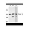 ProSci 3147 PHAP III Antibody