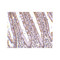 ProSci 3152 PHAP Antibody