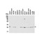 ProSci 3151 PHAP I Antibody