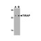 ProSci 3157 TIRAP Antibody