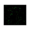 ProSci 3187 CARD8 Antibody