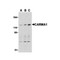 ProSci 3189 CARMA1 Antibody