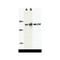 ProSci 3199 ILPIP Antibody