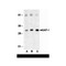ProSci 3207 XAF-1 Antibody