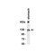ProSci 3229 ACE2 Antibody