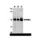 ProSci 3249 TRIM5 alpha Antibody