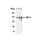 ProSci 3289 MD-2 Antibody