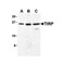 ProSci 3299 TIRP Antibody