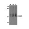 ProSci 3331 XIAP Antibody