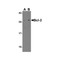 ProSci 3335 Bcl-2 Antibody