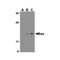 ProSci 3351 Bax Antibody