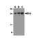 ProSci 3353 Bid Antibody