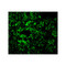 ProSci 3385 TAK1 Antibody