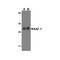 ProSci 3409 XAF-1 Antibody