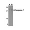 ProSci 3467 Caspase-7 Antibody