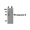 ProSci 3473 Caspase-8 Antibody