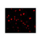 ProSci 3473 Caspase-8 Antibody