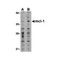 ProSci 3479 Mcl-1 Antibody