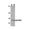 ProSci 3555 CTRP1 Antibody