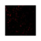 ProSci 3579 CTRP7 Antibody