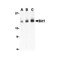 ProSci 3605 Bit1 Antibody