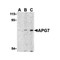 ProSci 3617 APG7 Antibody