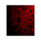 ProSci 3625 CRMP1 Antibody