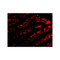 ProSci 3631 PIST Antibody