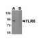ProSci 3651 TLR6 Antibody