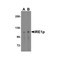 ProSci 3655 IRE1p Antibody