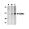 ProSci 3663 TRAF2 Antibody