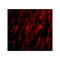 ProSci 3667 BAP29 Antibody